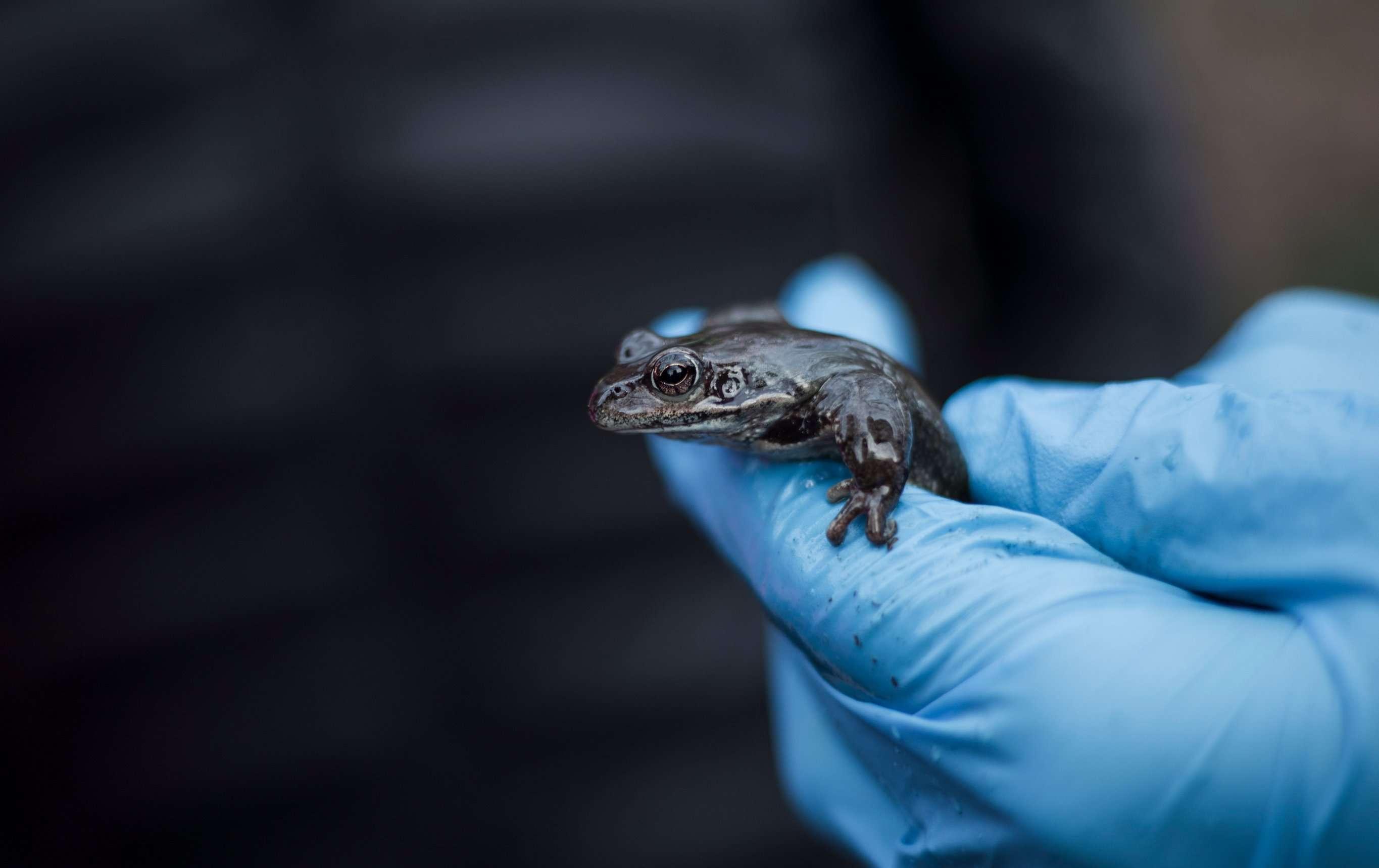 a hand holding a frog