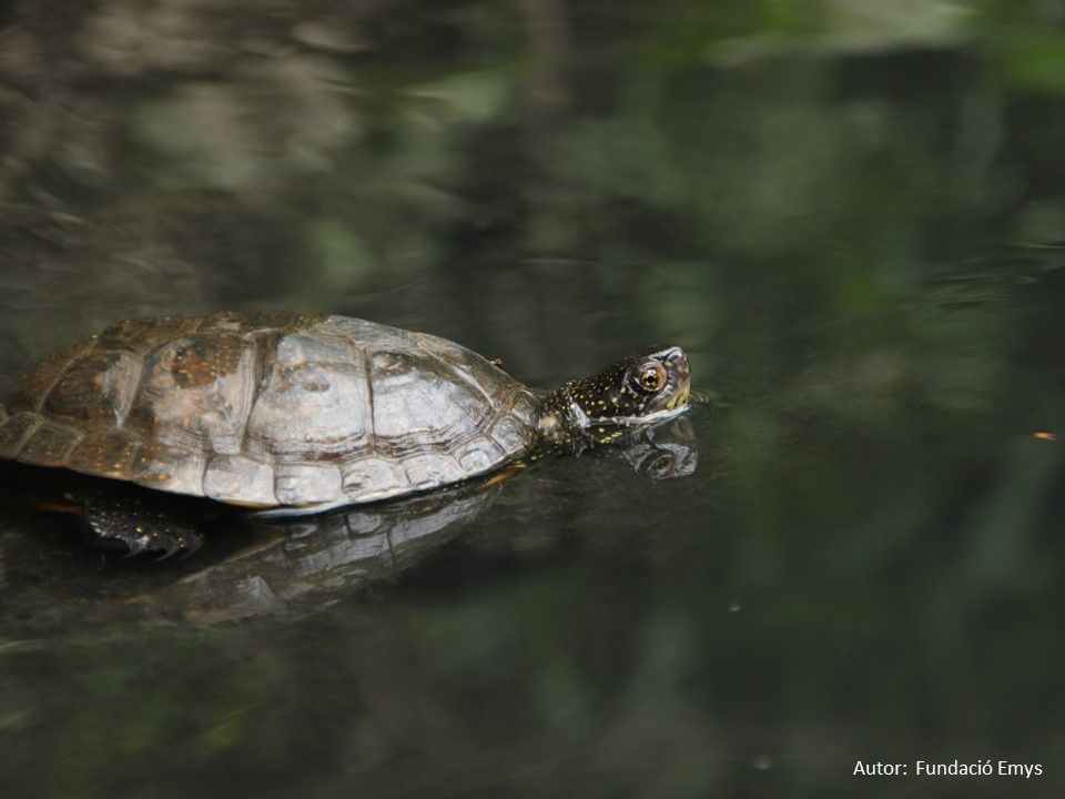 Tortuga_Fundacio_Emys.JPG